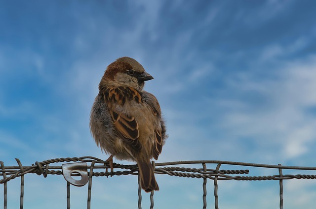Unveiling Common Garden Birds in the UK