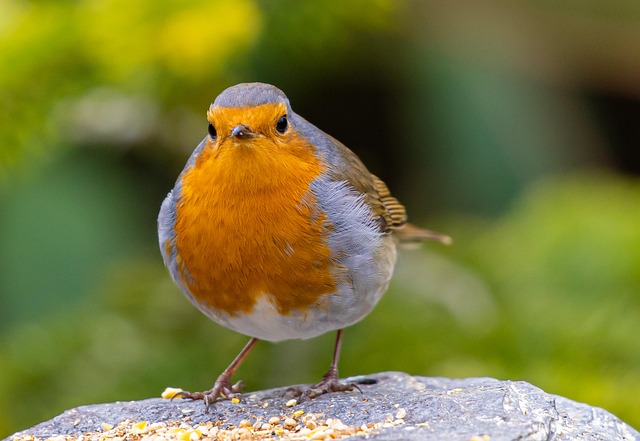 Attract Garden Birds with 25kg Peanuts: Expert Tips