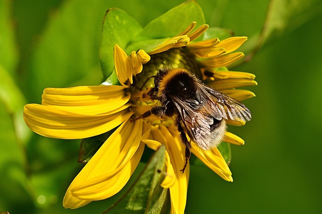 Sunflower Hearts: Nutritious Treats for Tiny Birds in Gardens