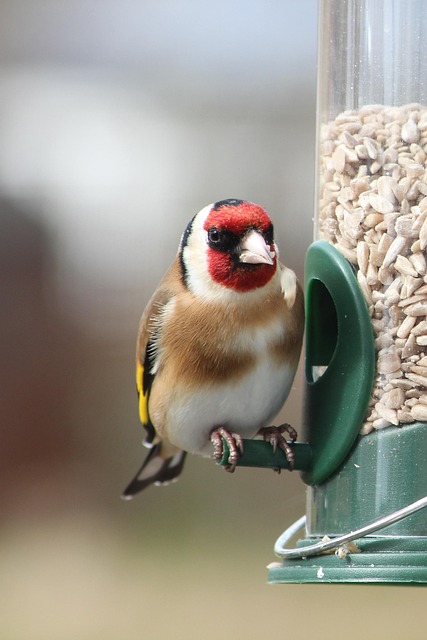 Sunflower Hearts: Perfect Nutrition for Small Birds' Needs