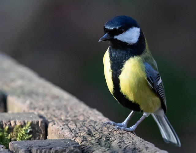 Sourcing Quality Peanuts for Birds: Where to Buy