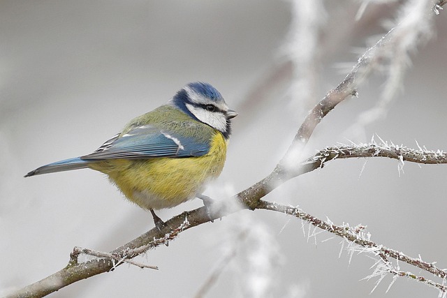 Common Garden Birds: Guide to Habitat &amp; Attracting Them