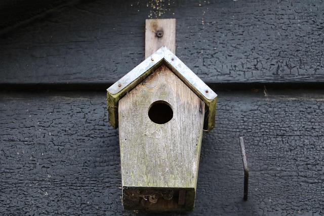 Unleash Bird Haven: Choosing Best Boxes for Feathery Friends