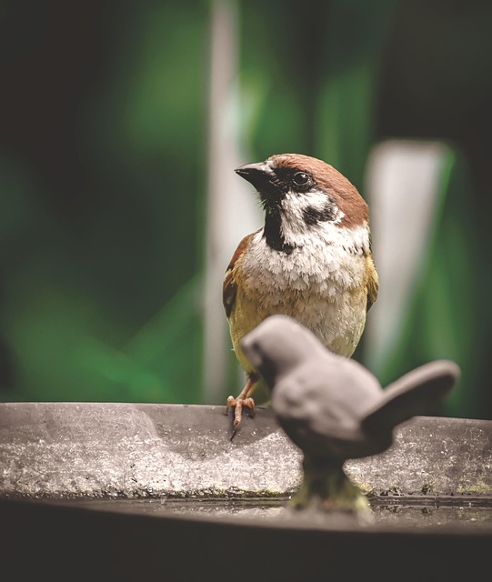 Spotting Great Britain's Birds: Top Rare Avian Encounters