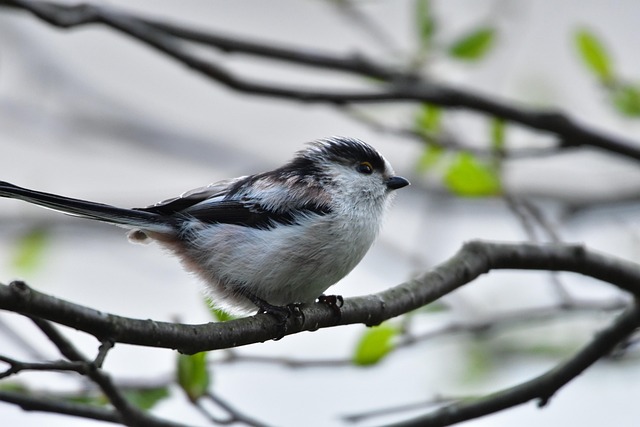 Spotting Rare British Birds: Seasonal Guide to Hotspots