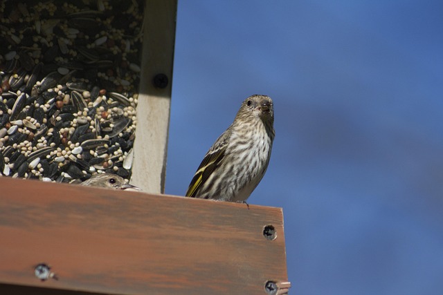 Set Up a Cozy Haven for Small Birds: Feeding Station Tips