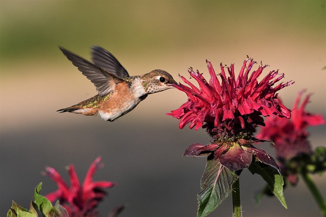 Safely Attract &amp; Nourish Birds: Best Feeder Choices