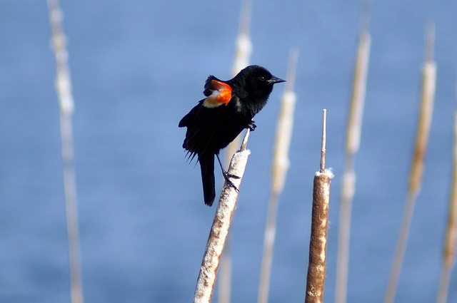 Winter Bird Diet: Feed &amp; Nurture Through Cold Months