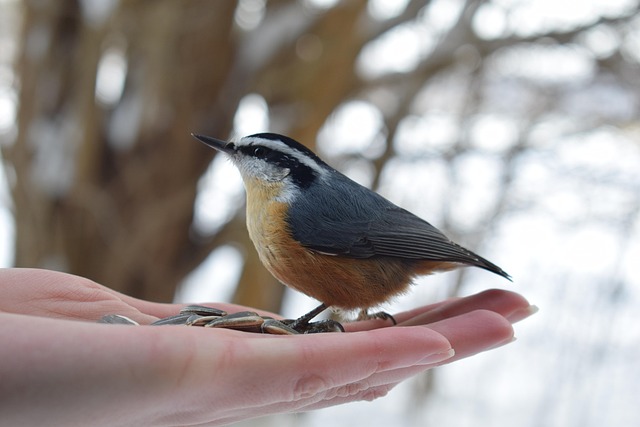 Nourish Birds Summer: Natural Treats for Balanced Diet
