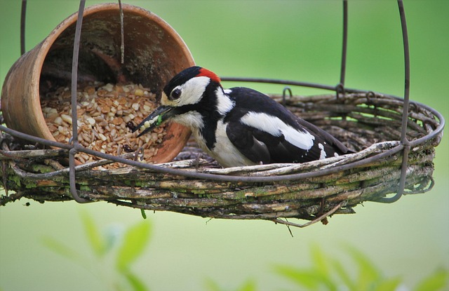 Create a Thriving Garden Oasis for Birds