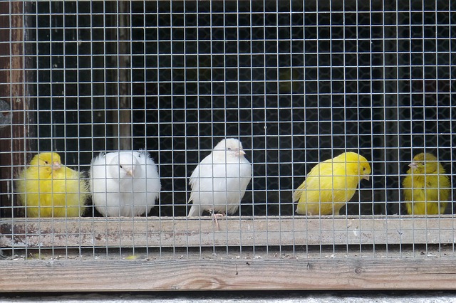 Caged Ground Feeders: Nurturing Robins &amp; Wrens Naturally