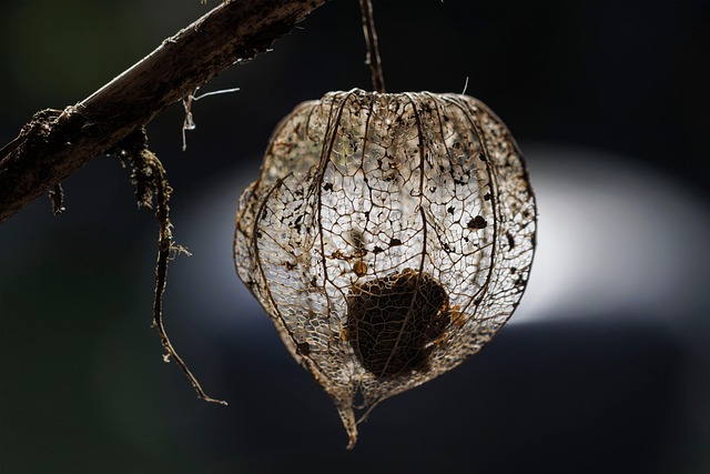 Unleash Budget-Friendly Cheer for Wild Birds: Cheap Seed Solutions
