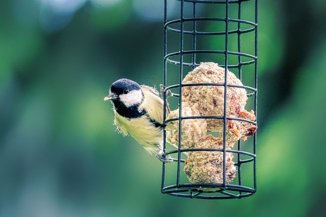 Optimize Small Bird Feeding with Top Station Picks