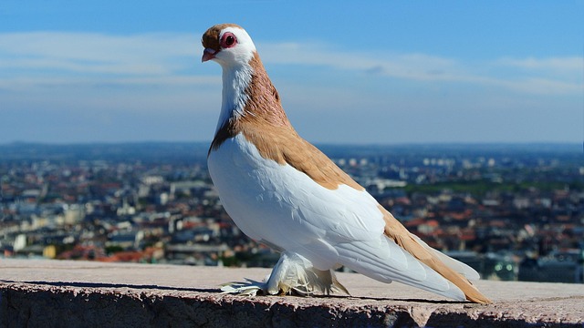 Feeding Small Birds: Natural Tips for Selective Feeding in the UK