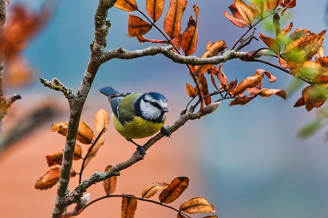 Enhance Bird Dining with Roofted Tray Feeders