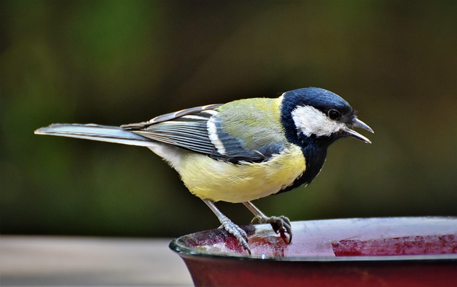 Attract UK Wildbirds: Choosing, Setting Up Bird Baths