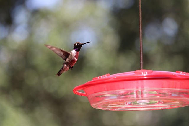 Enhance Your Garden: Tips for Optimal Bird Bath Setup