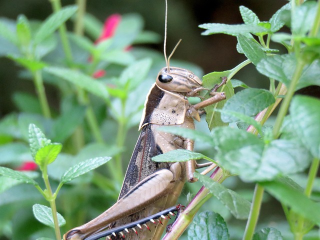 Nourishing Garden Birds: Favourite Food Secrets Unveiled