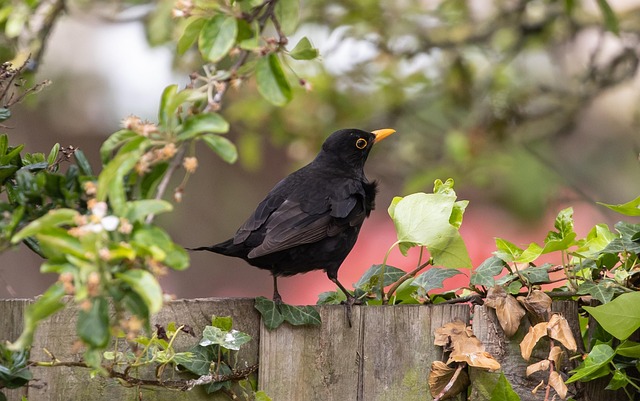 Attract Garden Birds: UK Favourite Food Secrets Unveiled