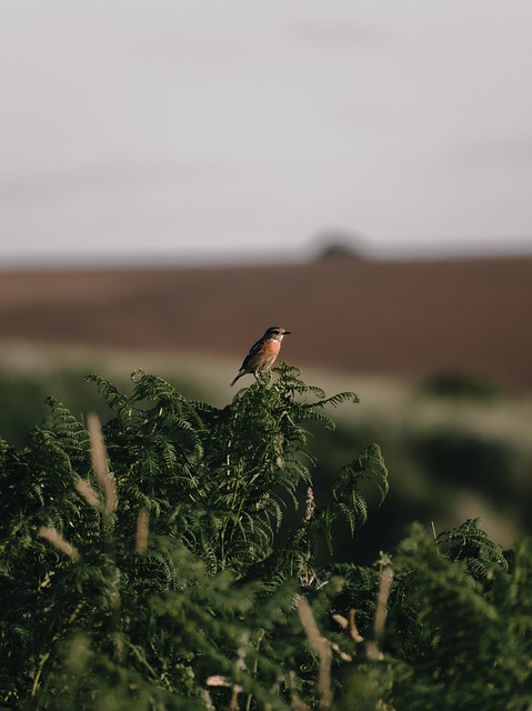 Winter Bird Feeding: UK Tips for Natural Food & Stations