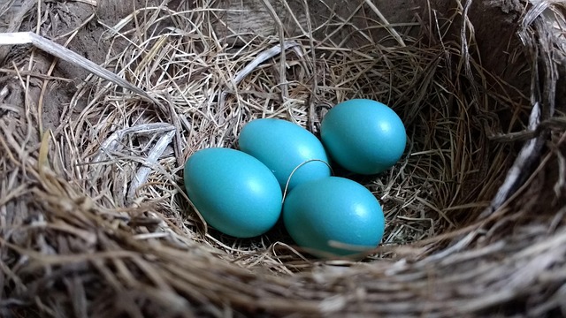 Attract Robins: Winter Foods &amp; Seed Mixes They Love