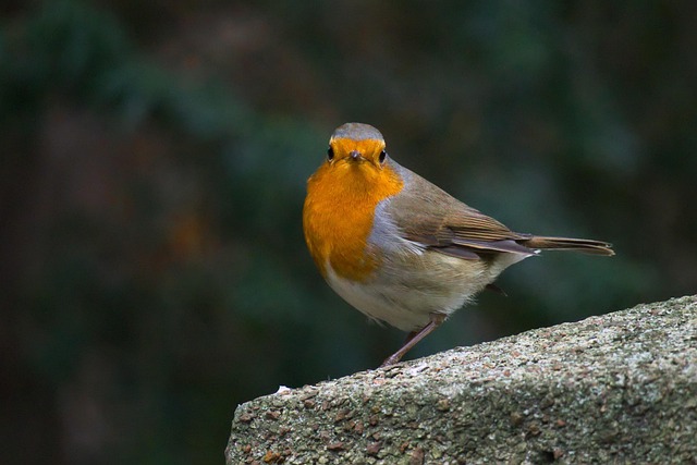 Feed Birds Safely: Natural Alternatives to Toxic Human Foods