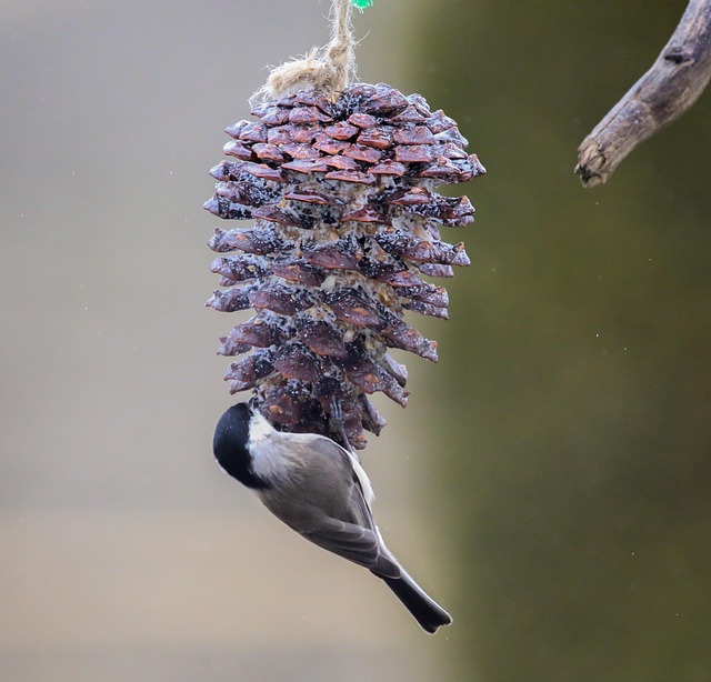 Nutritious Foods for Small Birds: A Balanced Diet Guide