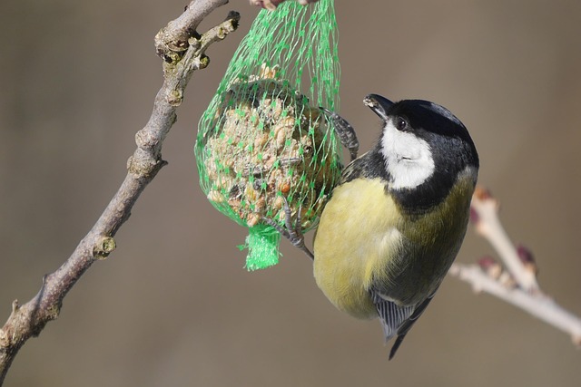 Unleash Sunshine: Top Sunflower Hearts for Wild Birds' Bliss