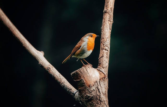 Feeding Robins UK: Suet Pellets for Healthy Birds