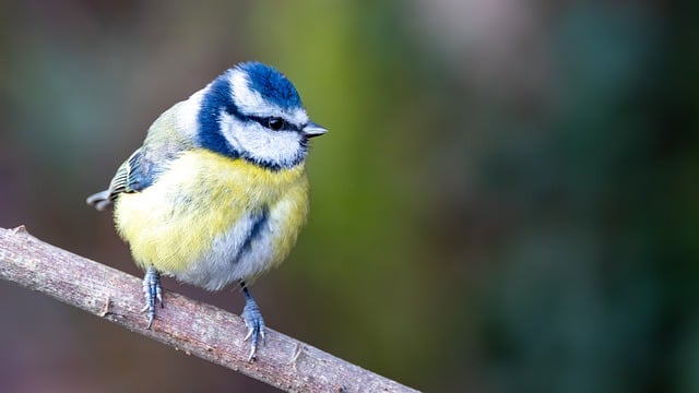 Nourish Garden Birds with High-Quality 25kg Sunflower Hearts