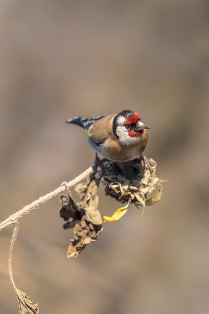 Feed Birds Blissfully: High-Quality Sunflower Hearts Guide
