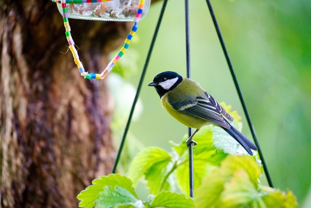 Attract Birds with Cheap Peanuts: Ultimate Feeder Guide