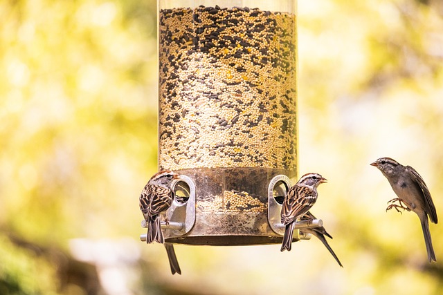 Crafting Optimal Low-Level Feeders for Ground Birds