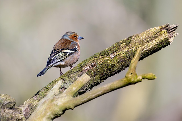 Feeding Sunflower Hearts: Top Small Bird Food Choice