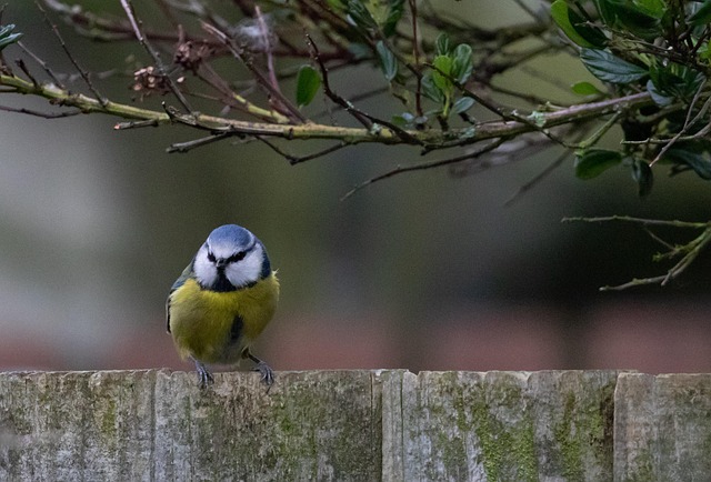 Budget-Friendly Peanuts: Top UK Sources for Feathered Friends