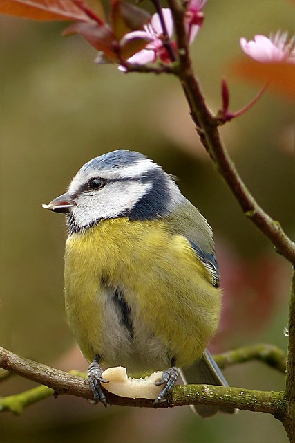 Where Buy Quality Peanuts for Birds UK: Top Retailers Guide