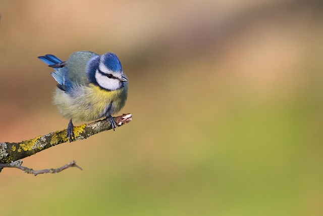 Unveiling Britain's Common Garden Birds: Behavior and Conservation