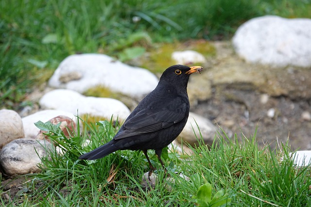 Unveiling the Birds of Great Britain: A Comprehensive Guide