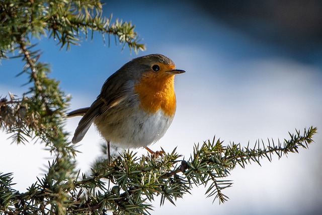 Unveiling Great Britain's Avian Wonders and Habitats