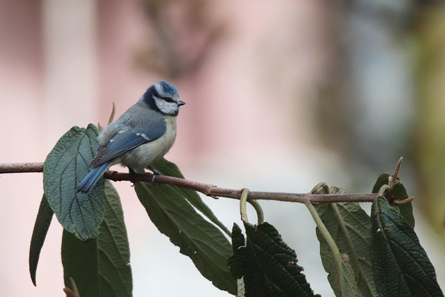 Seasonal Care: Feed Garden Birds All Year Round