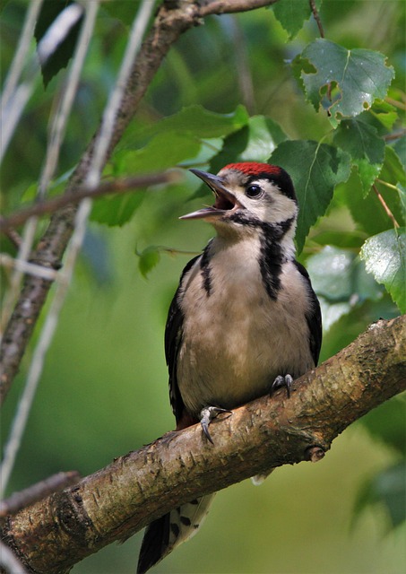 Set Up &amp; Maintain a Bird Feeding Station for Small Birds