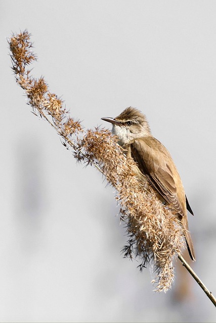 Set Up a Cozy Haven for Small Birds UK