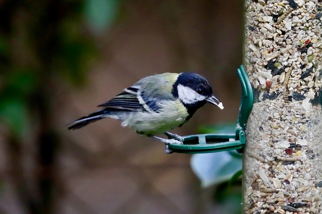 Summerscale Bird Feeding: Natural Haven for Year-Round Guests