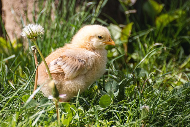 Spring Bird Feeding: UK Guide to Attracting Feathered Friends