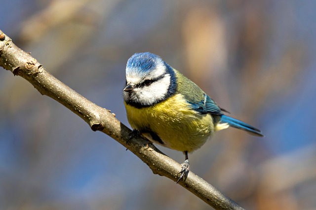 Feeding Birds in Summer UK: Healthy Options Revealed