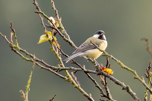 Top UK Foods to Attract Garden Birds Year-Round
