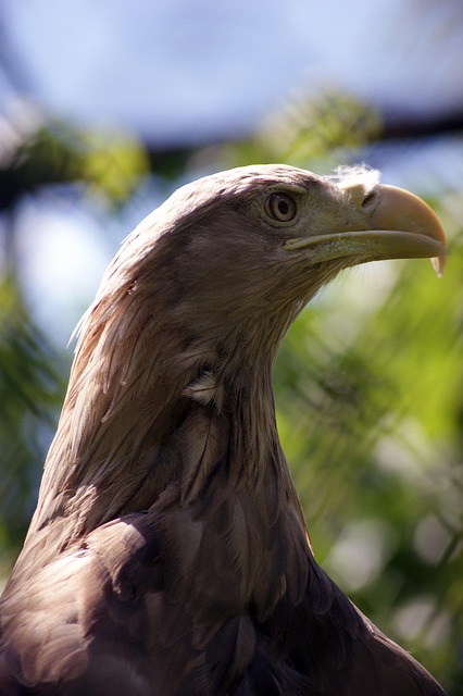 Unleash Birds' Joy: Top Cheap Seed for Garden Feasts