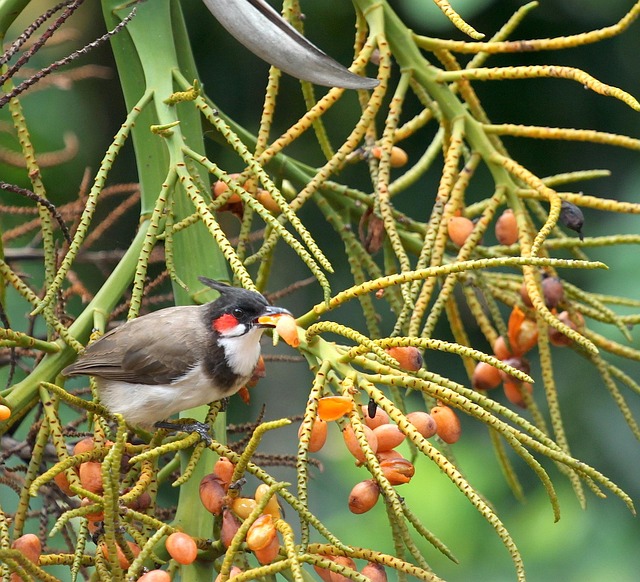 Nurturing Fledglings: Safe Food &amp; Feeding Tips for Healthy Growth