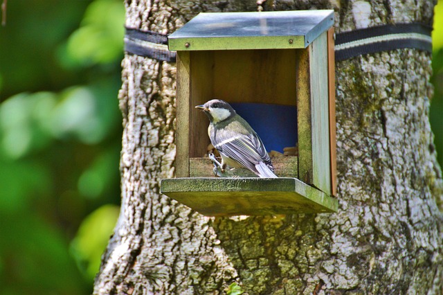 Deter Pigeons: Feed Small Birds, Scare Away Invasives Naturally