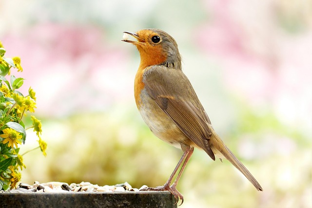 Optimise Your Mealworm Feeder for UK Small Birds